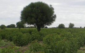 Eine Jatropha-Plantage in Paraguay. Die Baumart wird bislang für Brennholz, Lampenöl, Seifen, Farben und medizinische Anwendungen genutzt.