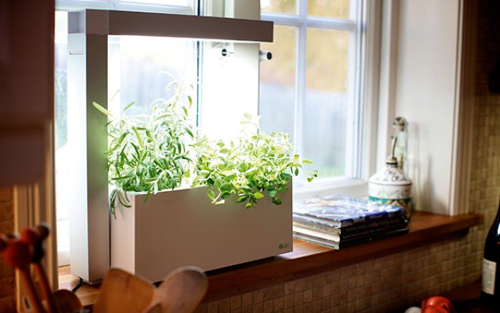 Foto: Indoorgarden.fi